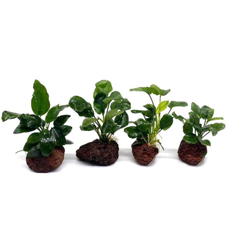 Decoración de acuario volcánic - Aquarium Planted Tank Filter reseña y precio