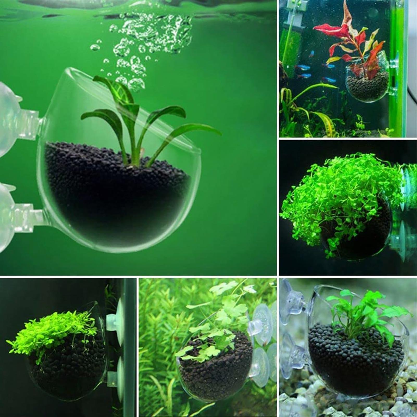 Maceta de acrílico para planta - Aquarium Plant Utensils reseña y precio
