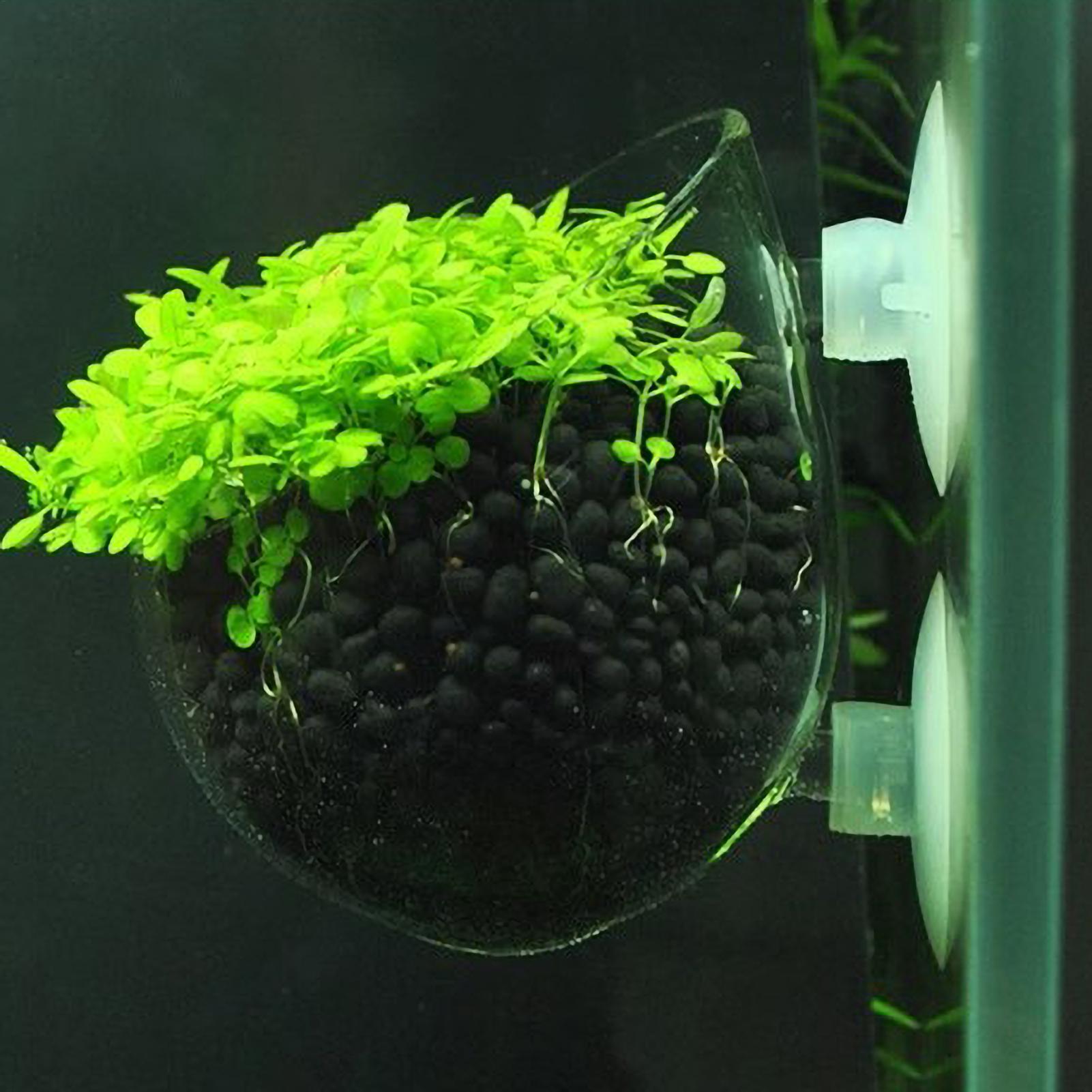 Maceta de vidrio para acuario  - Aquarium Plant Gel reseña y precio