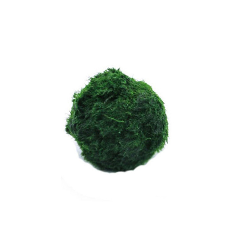 Bolas de musgo Marimo, planta  - Planted Aquarium Moss reseña y precio