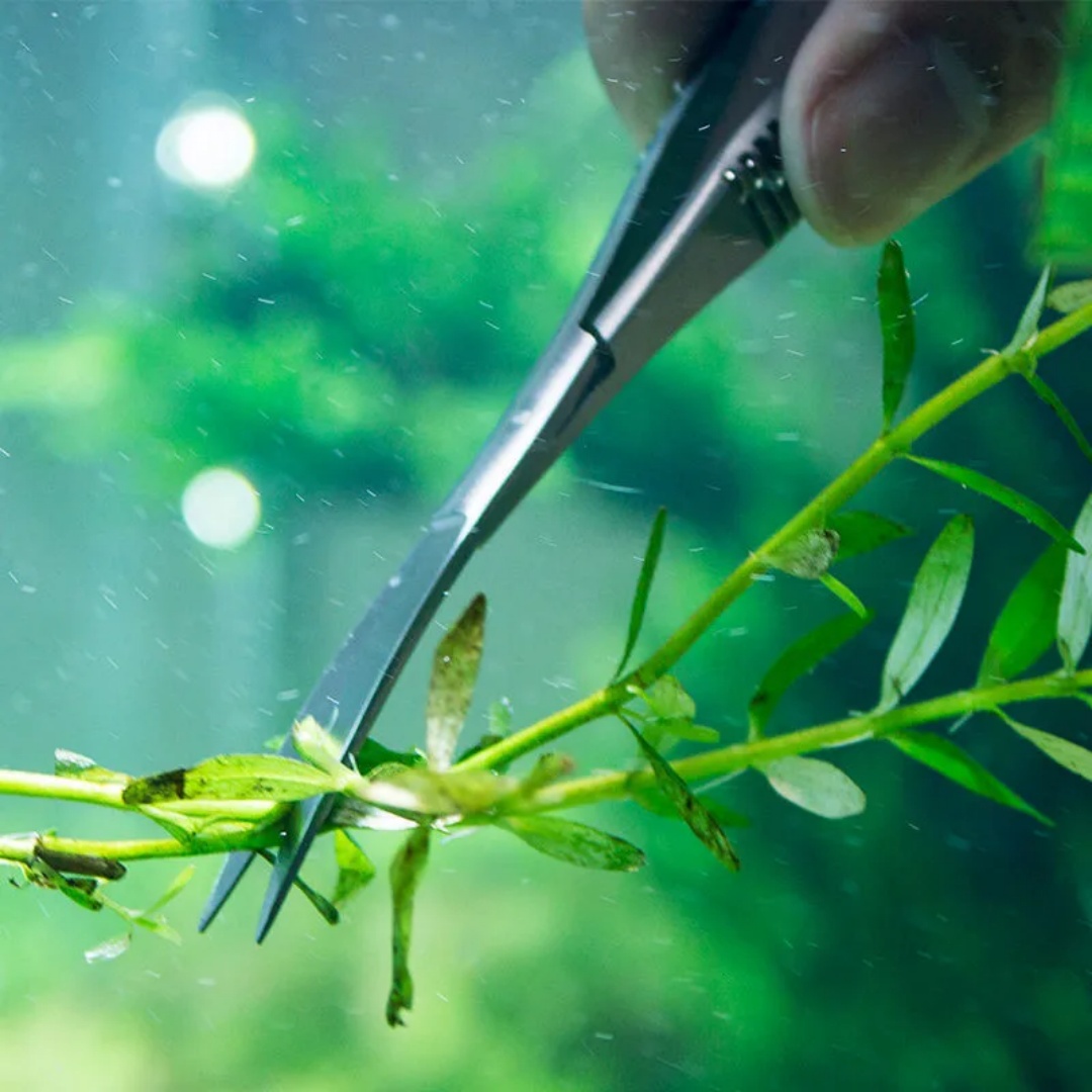 Tijeras de resorte rectas y cu - Aquarium Plant Utensils reseña y precio