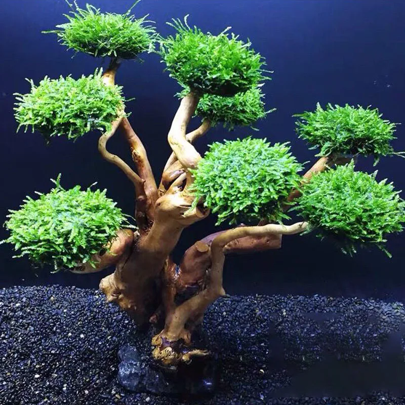 Planta para pecera, decoración - Planted Aquarium Without Fish reseña y precio